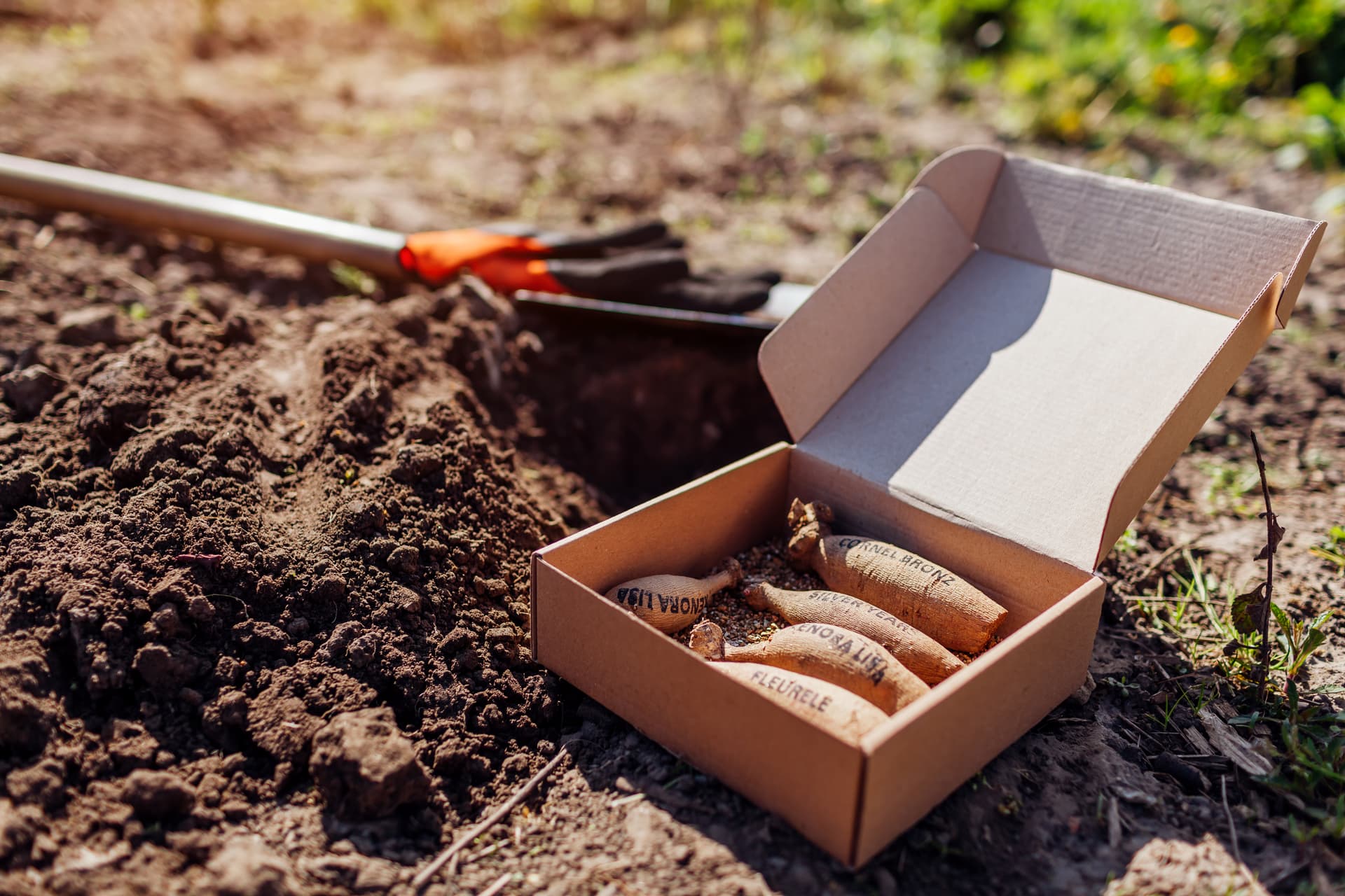 Planting dahlia tubers in the ground