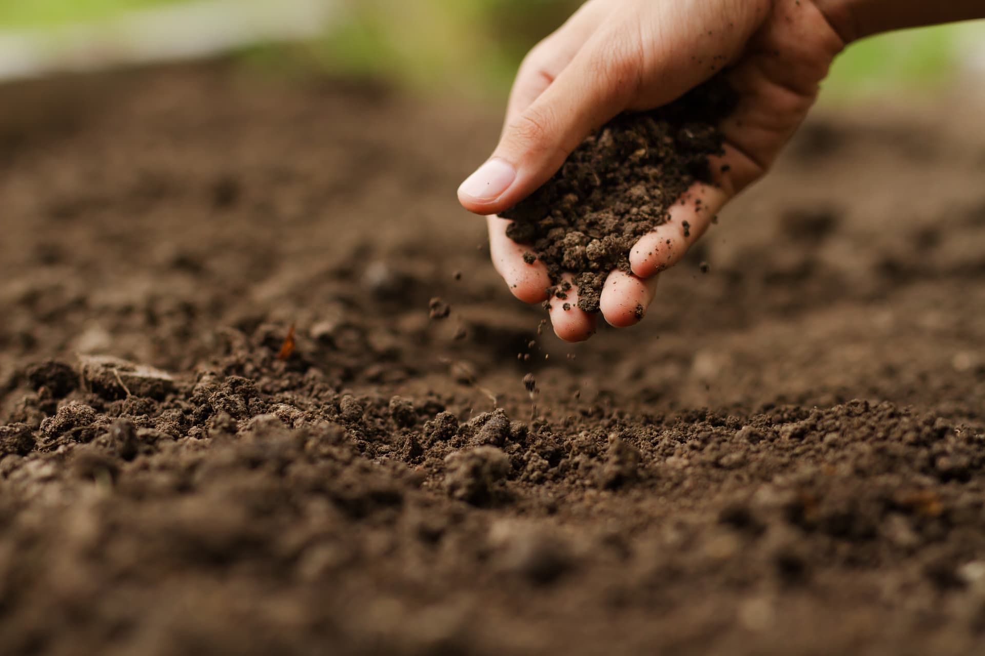 Healthy soil on the Dahlias and Dogwood farm