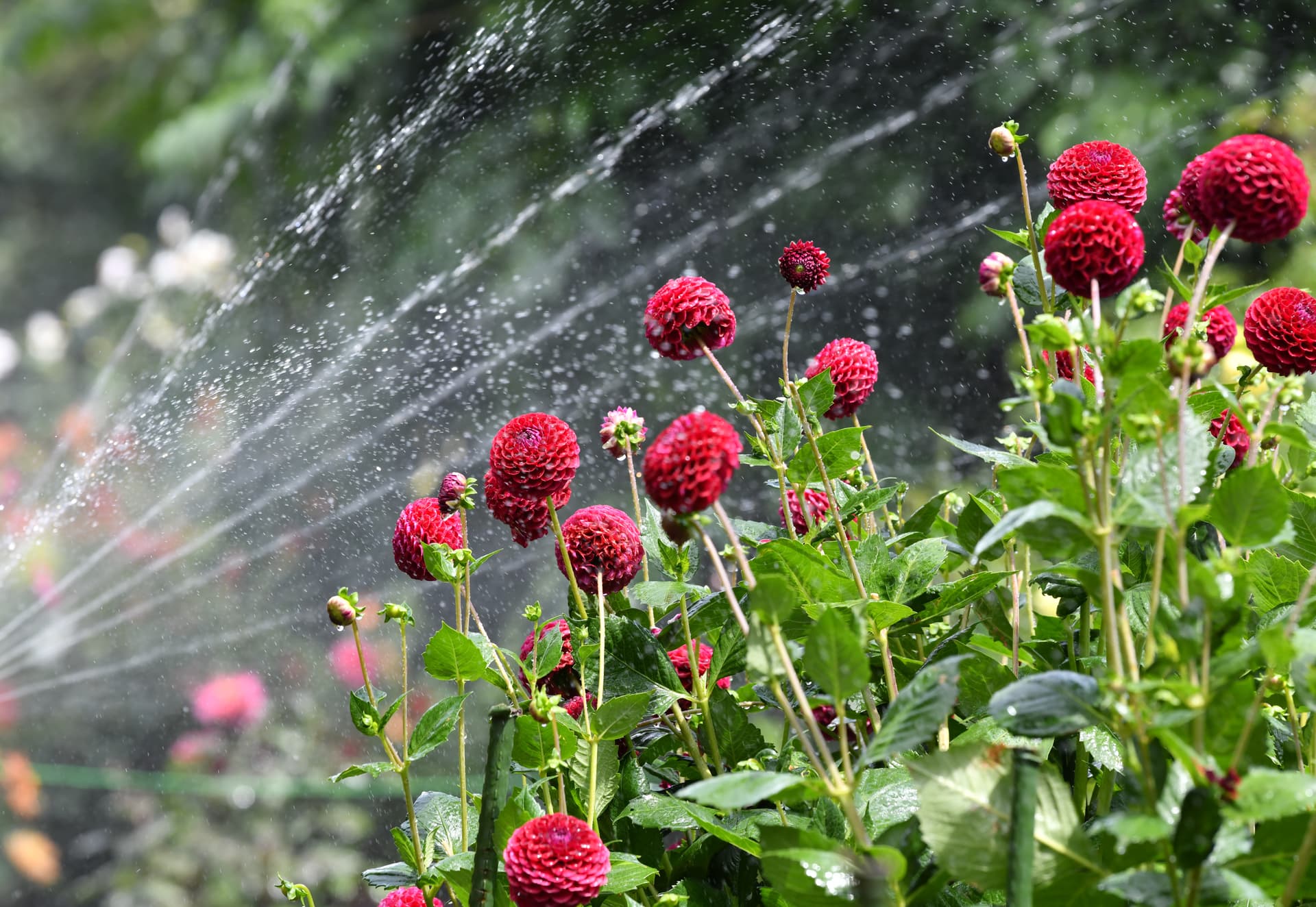 Dahlia plants growing healthy on the farm