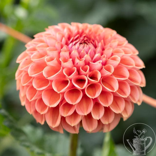 Best Dahlia Varieties for Beginners: Our Top Picks