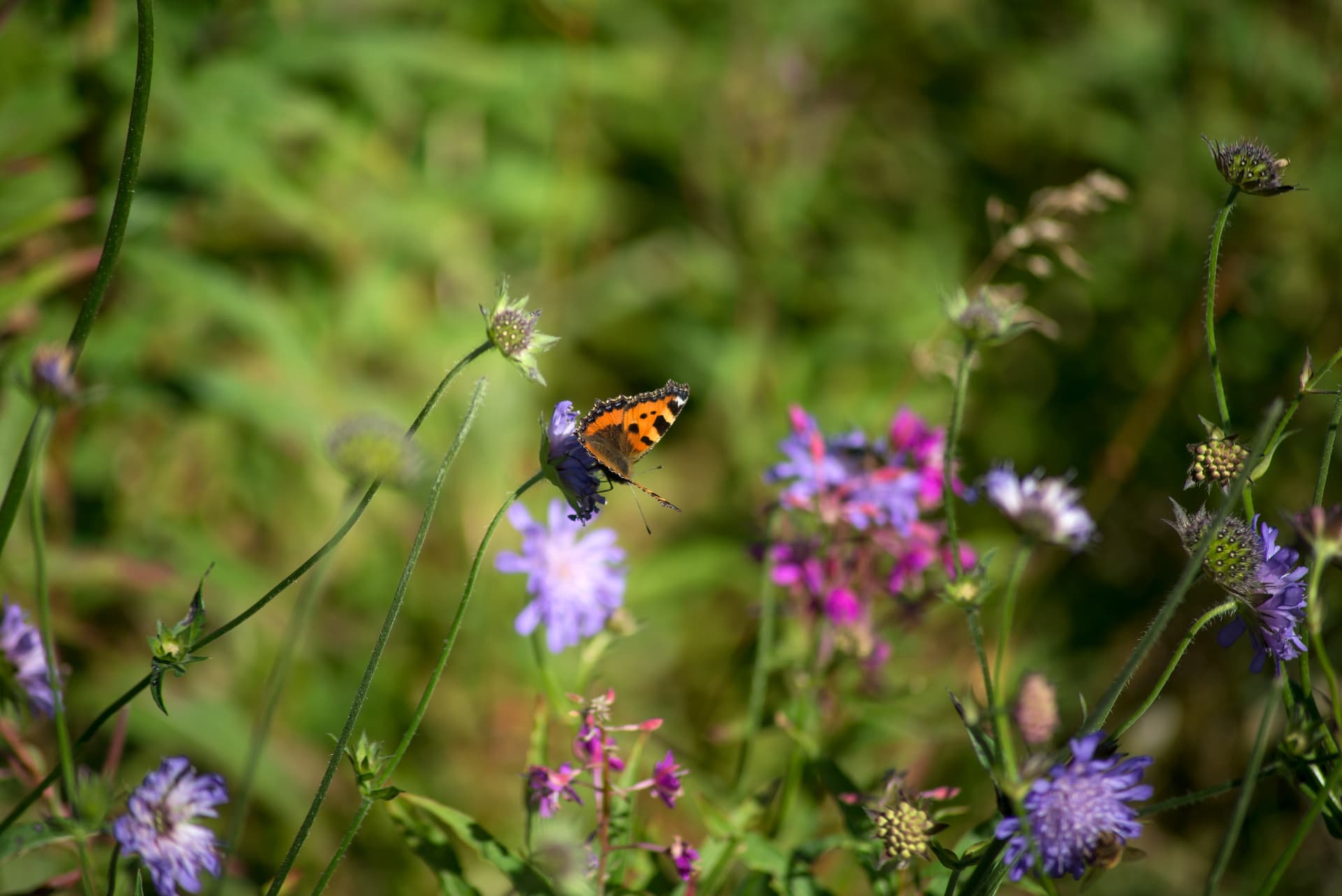 Diverse planting on the farm