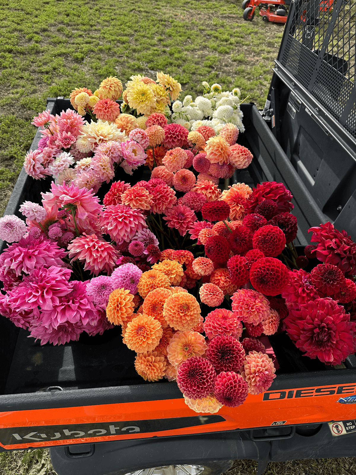 New to Dahlias? Key Considerations for Choosing Good Starter Varieties