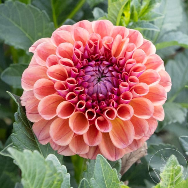 Chewy