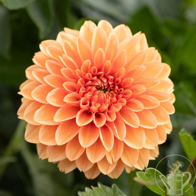 Maarn (aka: "Sylvia")