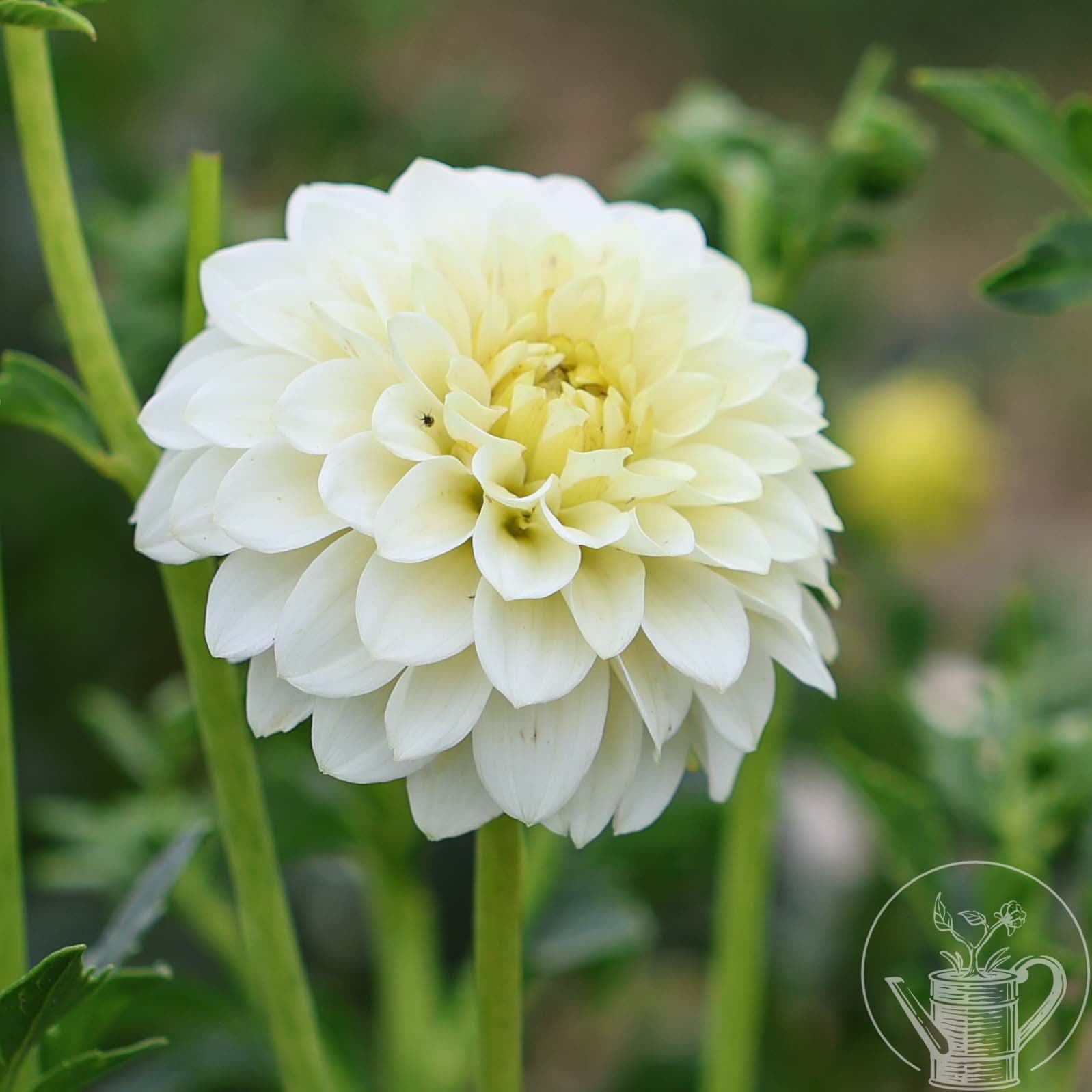 White Aster (1879)