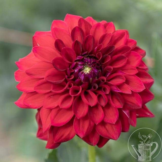 Tahoma Velvet