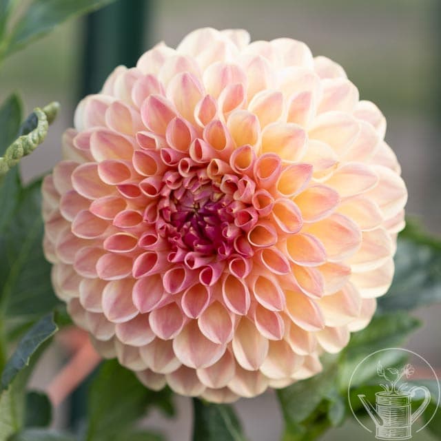 Clearview Peachy