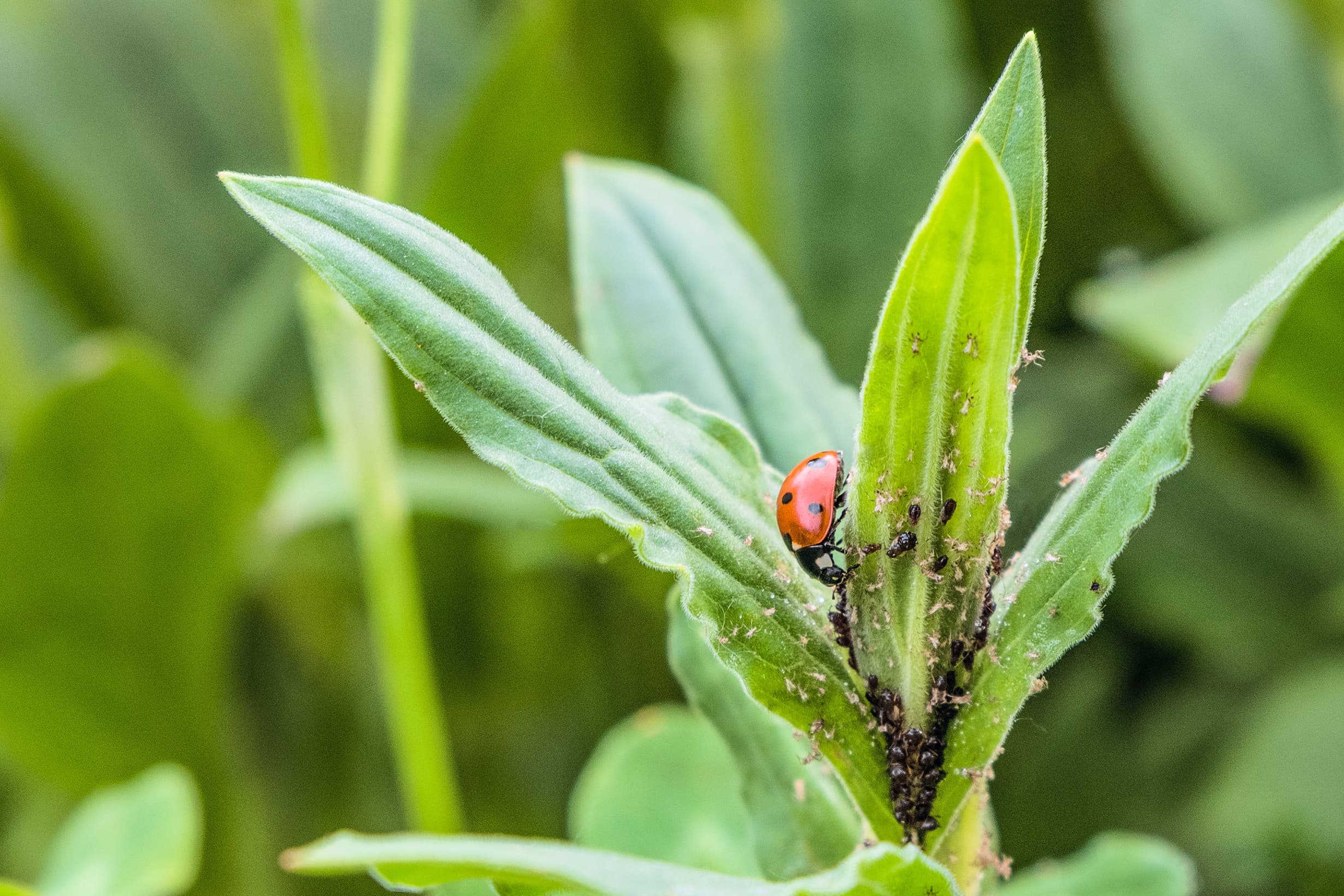 Higher BRIX Values Means Increased Pest Resistance