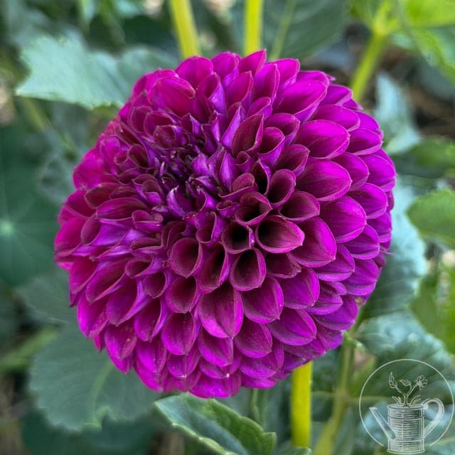 Chimacum Del Blomma