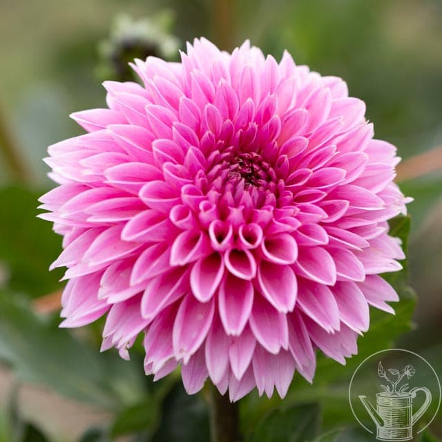 Pink Sylvia