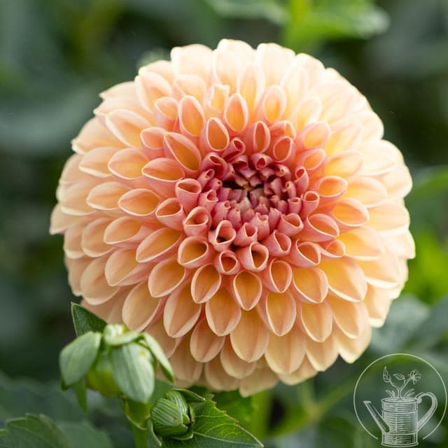 Valley Tawny