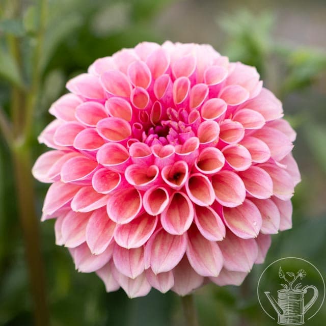 Bracken Rose (USA)
