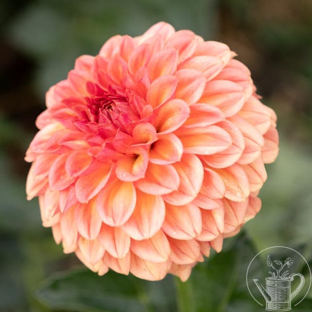 Ferncliff Apricot