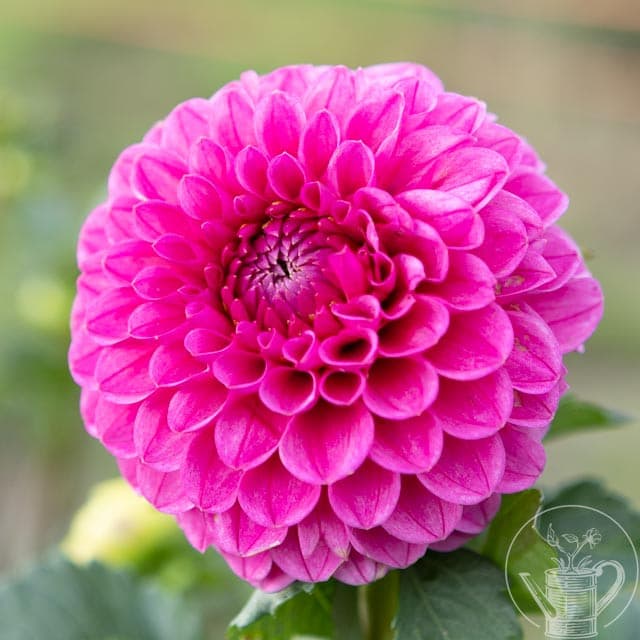 Mary's Jomanda