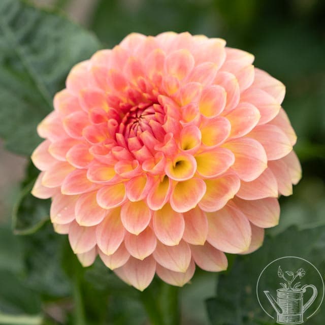 20th Ave Softer Peach