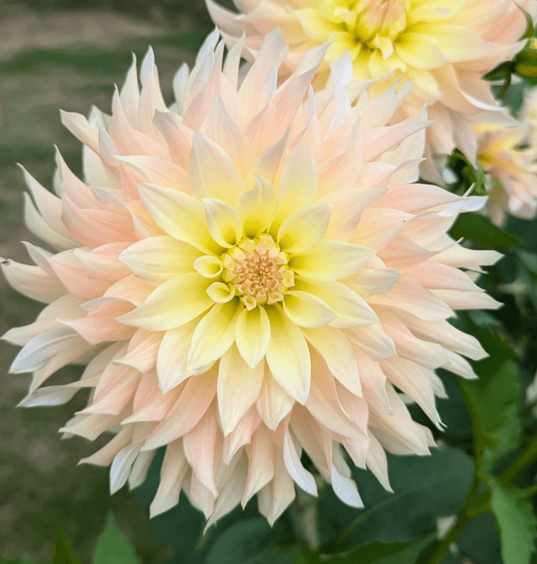 Lakeview Blush