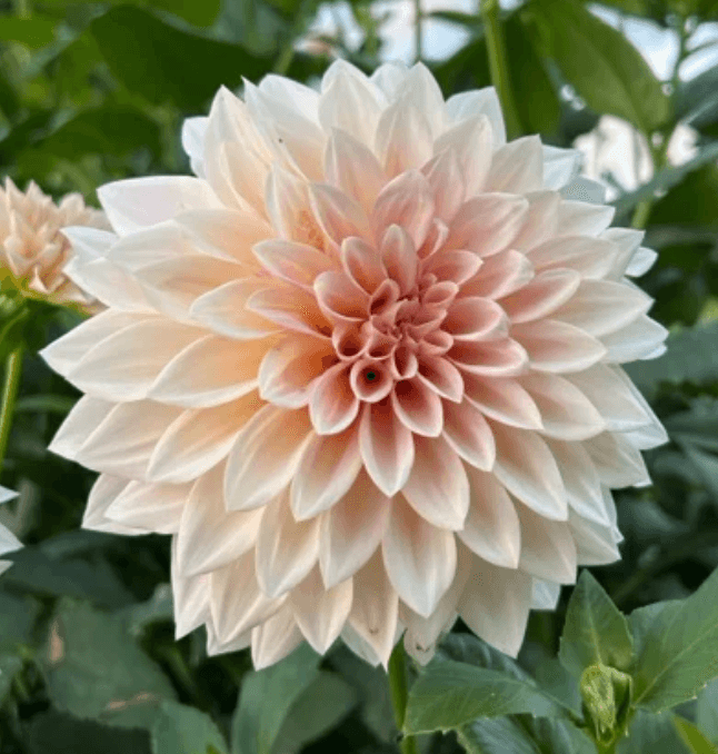 Cafe Au Lait Mini (aka: Jolene)