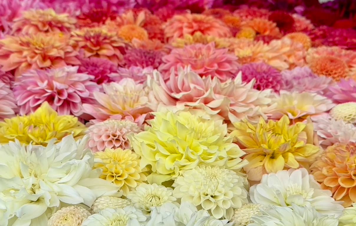 A wall of freshly harvested dahlias in pink, coral, yellow, and cream