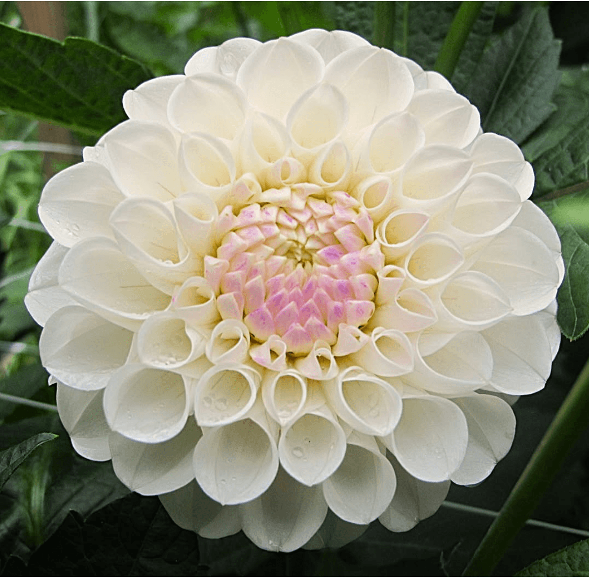 Ferncliff Bride