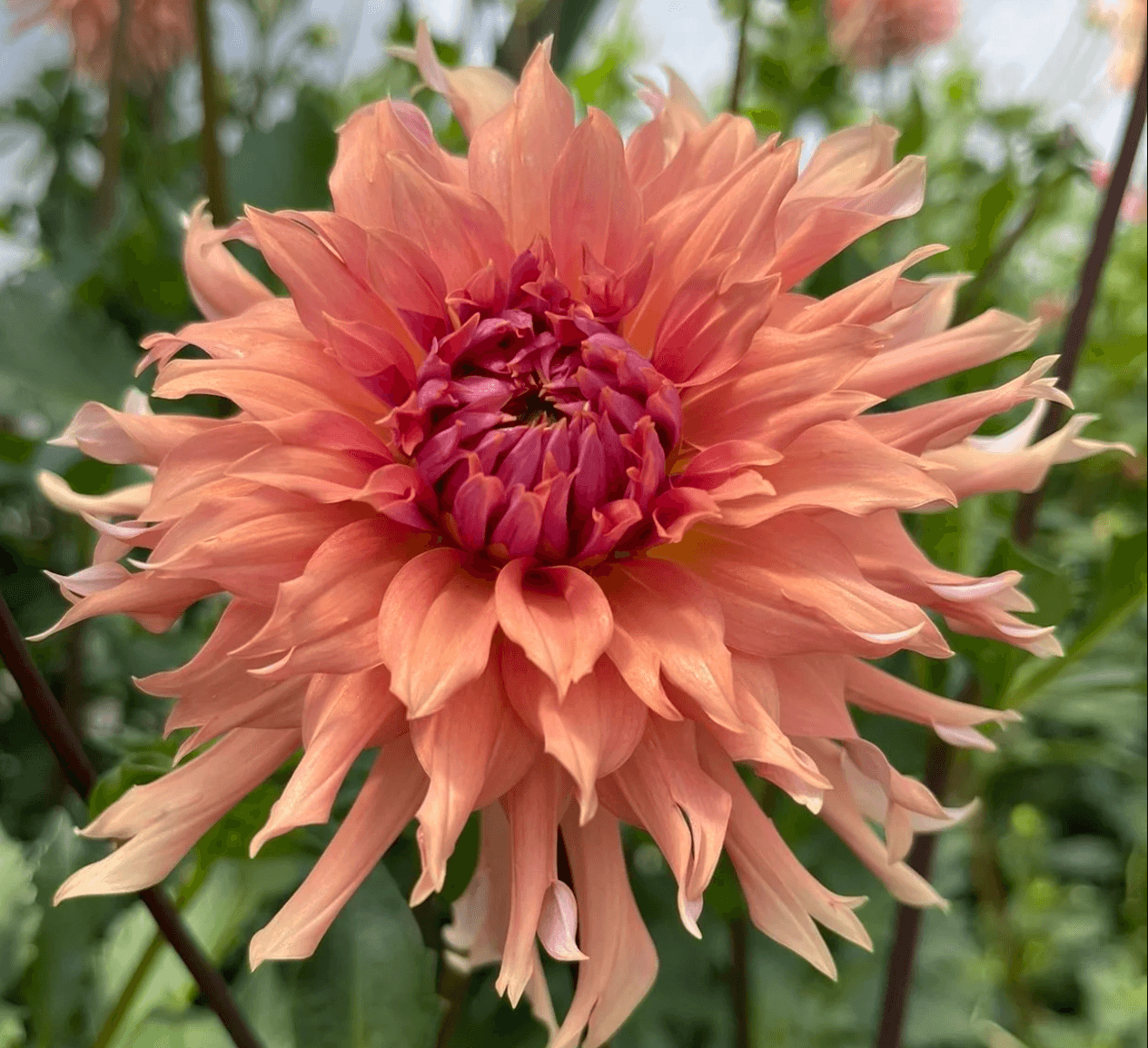 Terracotta