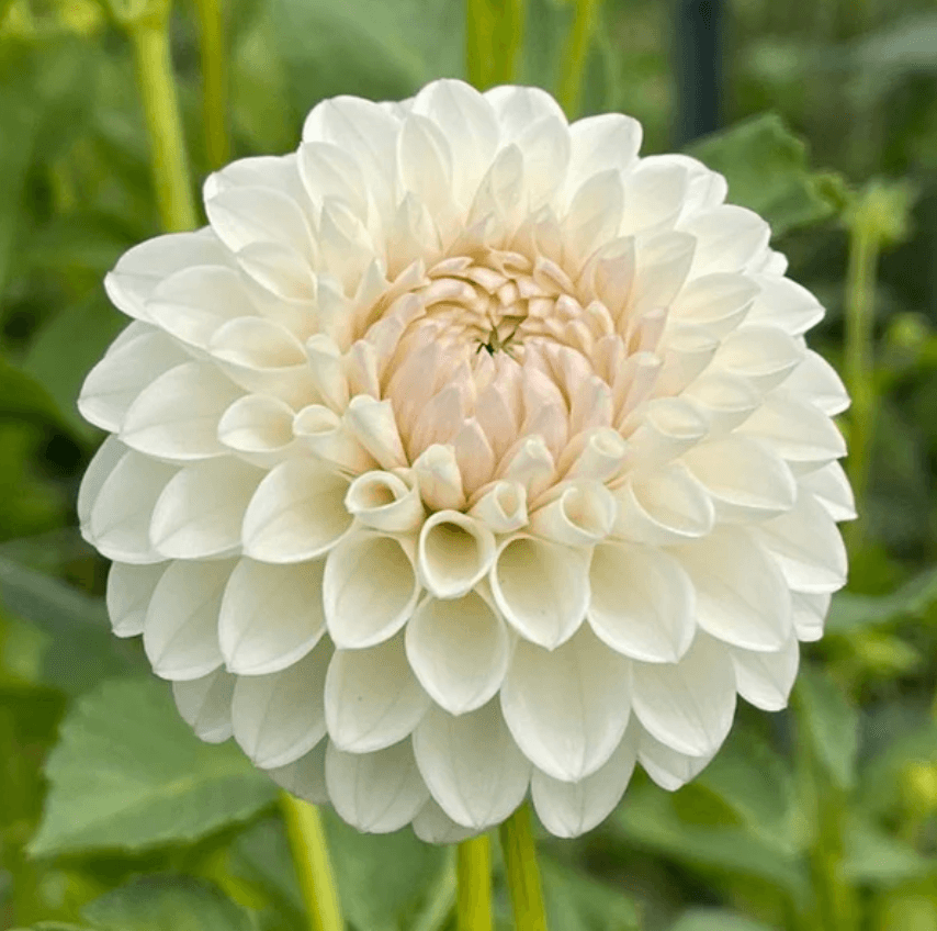 Ferncliff Pearl