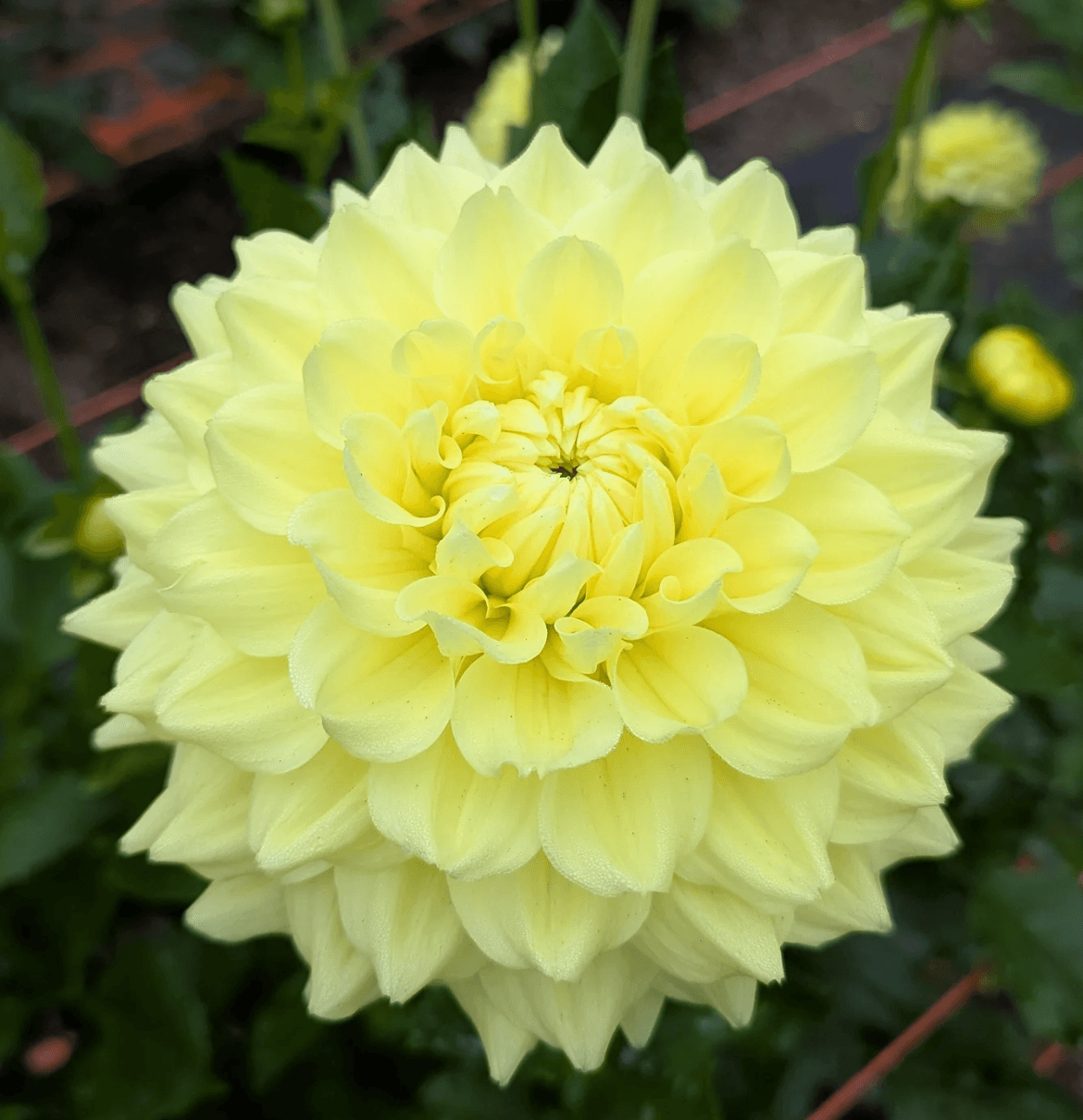 Clearview Ruffles