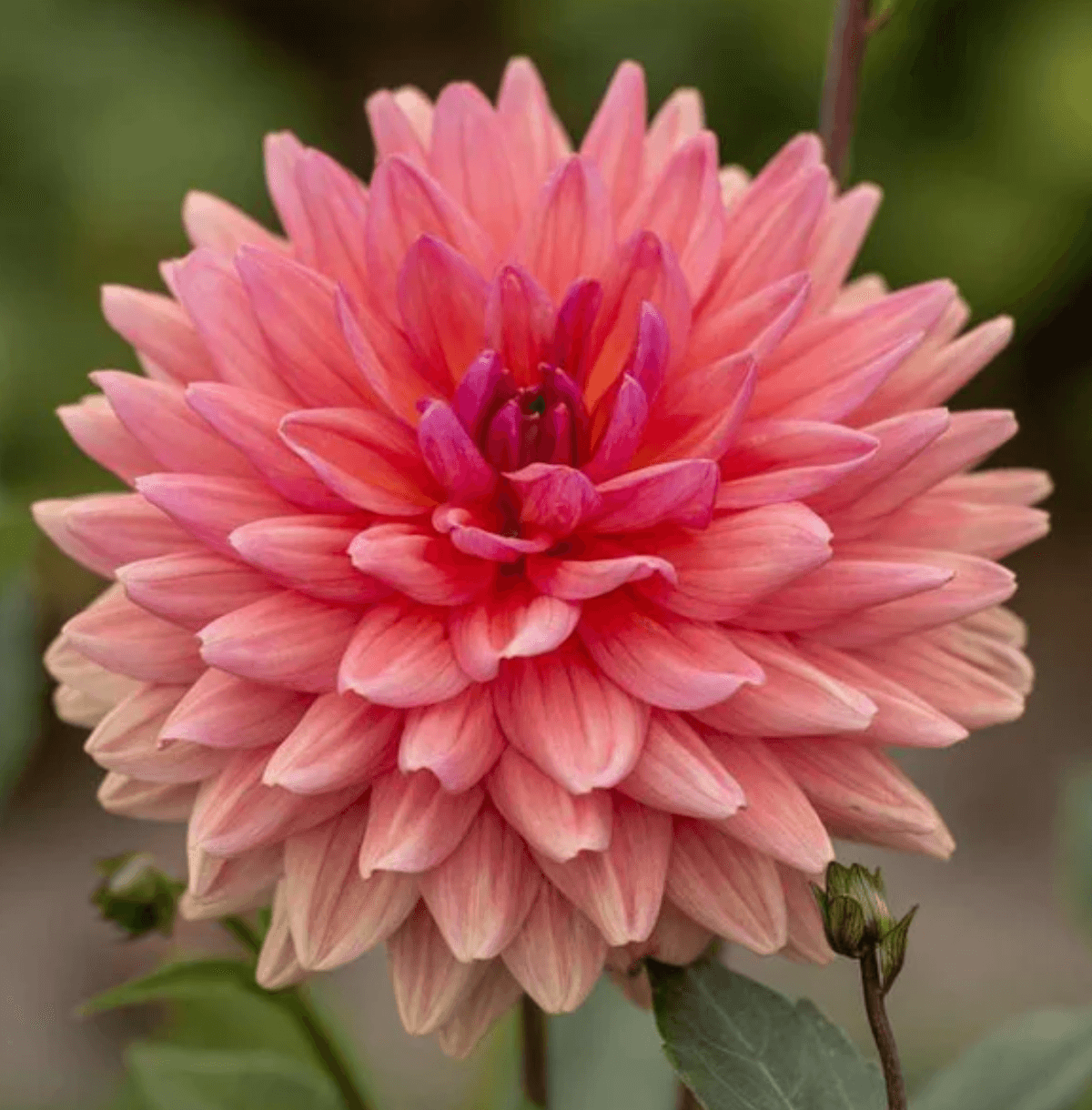 Dutch Pearl