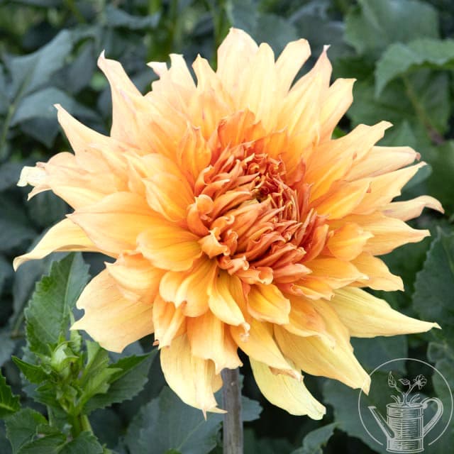 Hamari Gold Dahlia